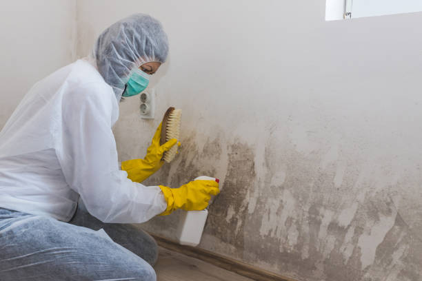 Best Commercial Mold Removal  in Plumas Lake, CA