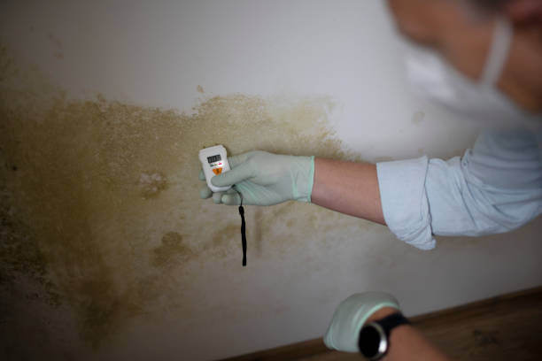 Professional Mold Removal in Plumas Lake, CA