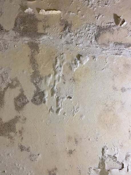 Best Black Mold Removal  in Plumas Lake, CA