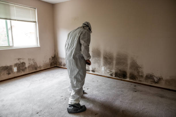 Best Attic Mold Removal  in Plumas Lake, CA