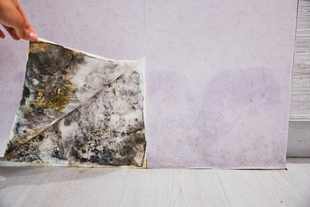 Best Mold Removal Process  in Plumas Lake, CA
